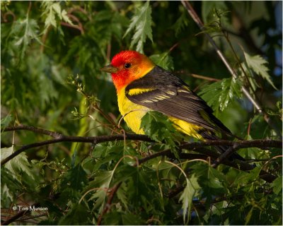 Western Tanager (male)