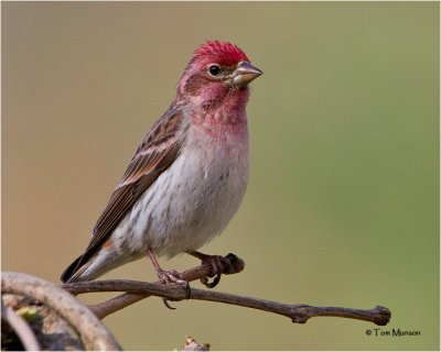 Cassin's Finch  (male)