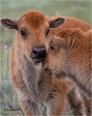 American Bison  calves or (Red Dogs)