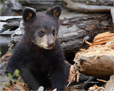  Black Bear (cub)