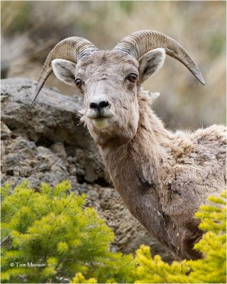  Bighorn Sheep