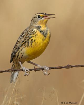 Western Meadowlark