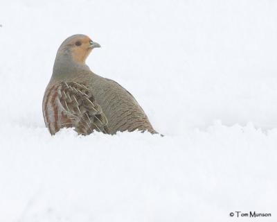 Gray Partridge