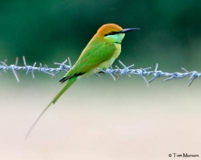 Green Bee-eater (nasty Thailand barbwire)