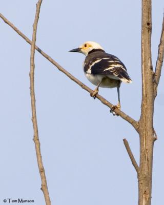 Black-collared Starling