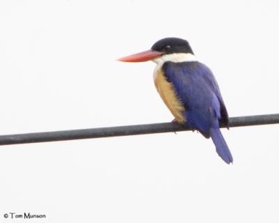 Black-capped Kingfisher