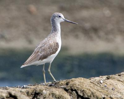 Common Greenshank