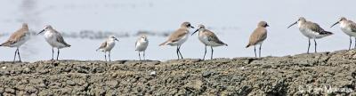 Curlew Sandpiper- Mongolian Plovers-Red-necked Stint