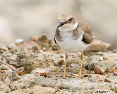 Little-ringed Plover