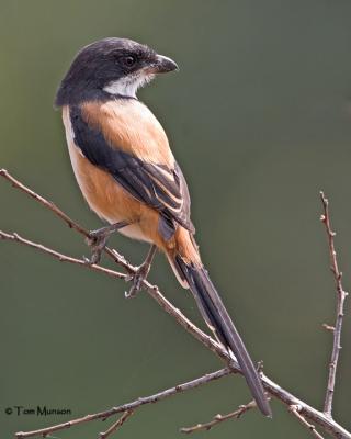 Long-tailed Shrike