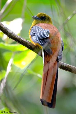 Orange-breasted Trogon