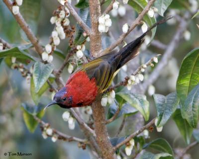 Mrs. Gould's Sunbird