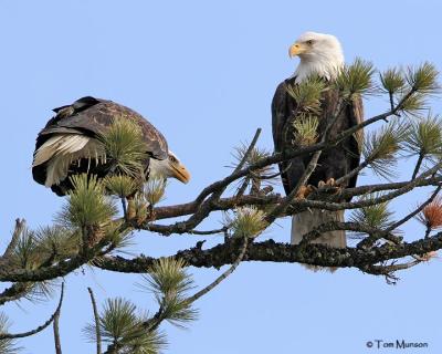 Bald Eagle's