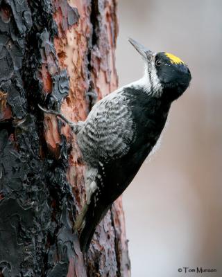 Black-backed Woodpecker  (male)