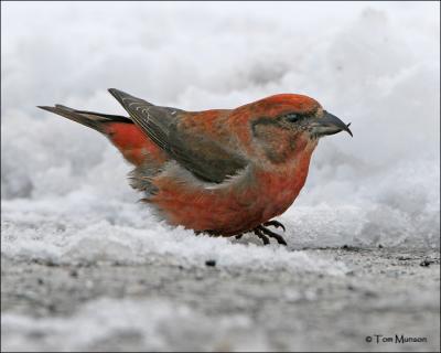 Red Crossbill  (male)