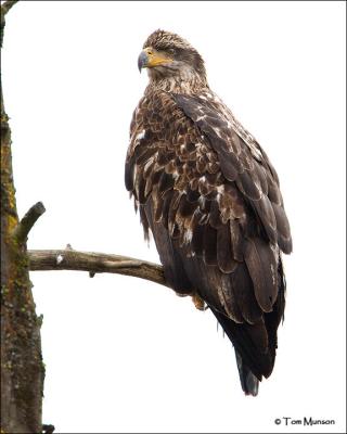 Bald Eagle  (subadult II year)