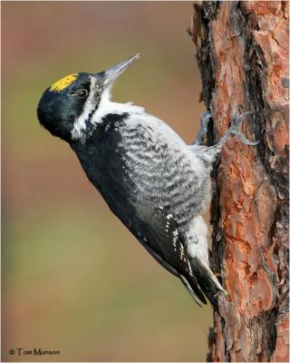 Black-backed Woodpecker  (male)