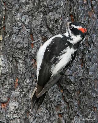 Hairy Woodpecker  (male)
