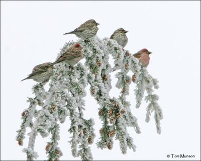 Cassin's Finch