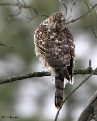 Northern Goshawk  (juvenile)