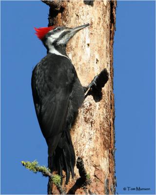 Pileated Woodpecker     (female)