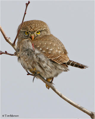 Northern Pygmy Owl