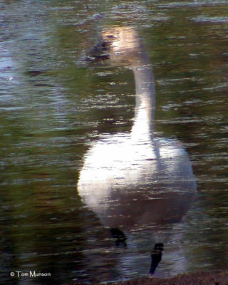 Trumpeter Swan  ( reflection)