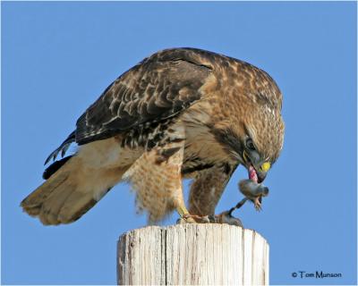 Red-tailed Hawk & Pocket Gopher