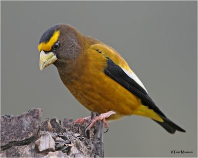 Evening Grosbeak  ( male)