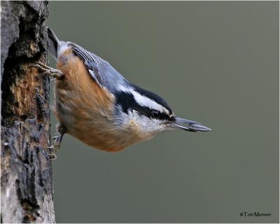 Red-breasted Nuthatch