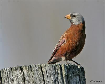 Gray-crowned Rosy-Finch