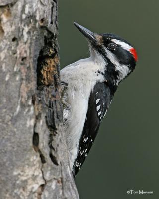 Hairy Woodpecker  (male)