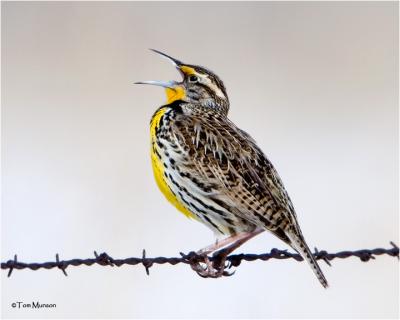 Western Meadowlark    (sping is coming)