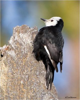 White-headed Woodpecker   (female)