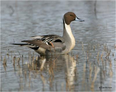 Northern Pintail