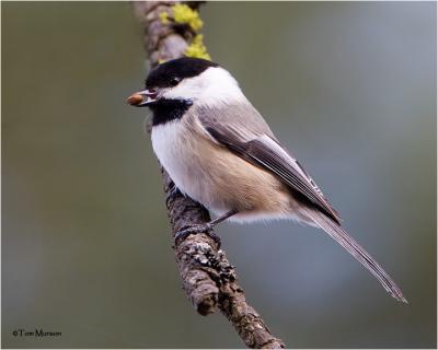 Black-capped Chickadee