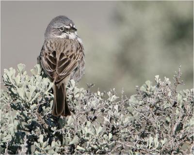 Sage Sparrow ( sitting on sage)