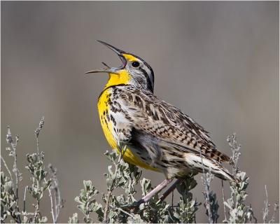 Western Meadowlark