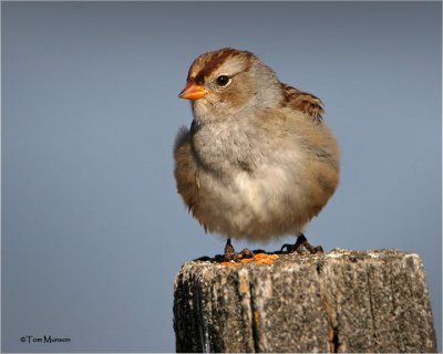 White-crowned Sparrow (juv)