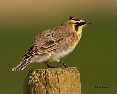 Horned Lark