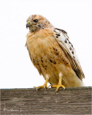 Red-tailed Hawk  (same hawk from yesterday)