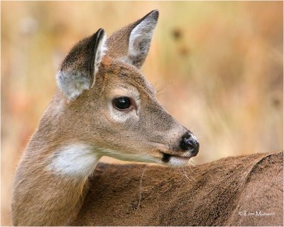 White tailed doe ( yearling)