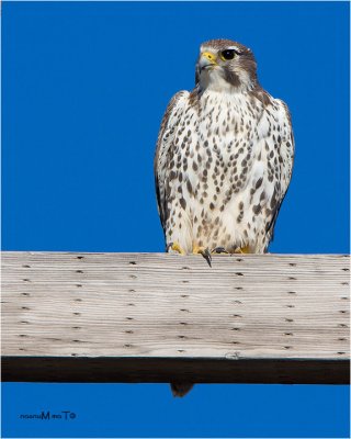 Prairie Falcon