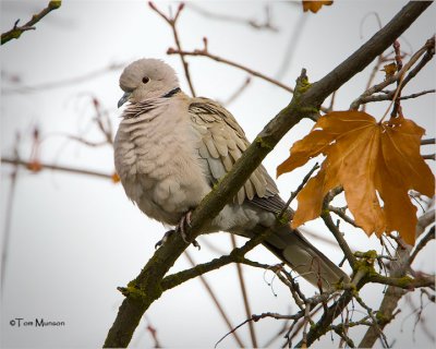 Eurasian-collared Dove