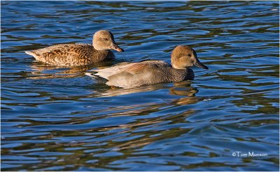 Gadwall