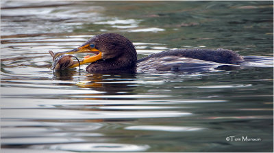 Double-crested Cormorant