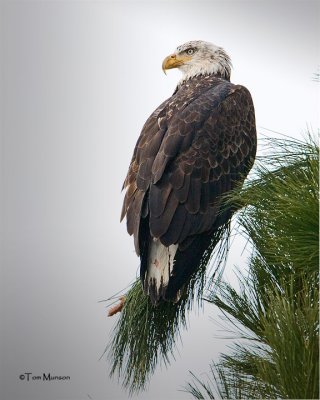 Bald Eagle