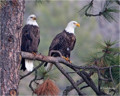 Bald Eagles