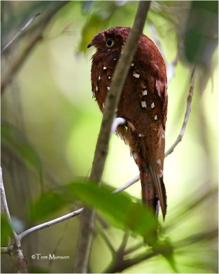  Rufous Potoo