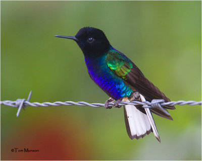  Velvet-purple Coronet Hummingbird